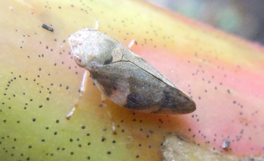 Aphrophora alni?